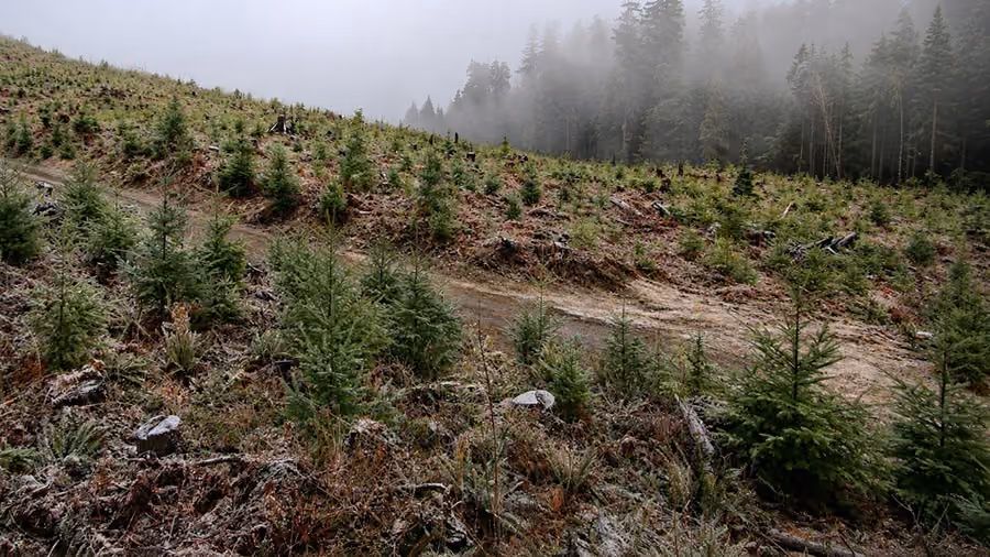 Restocking & Woodland Maintenance