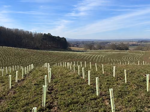 Restocking & Woodland Maintenance