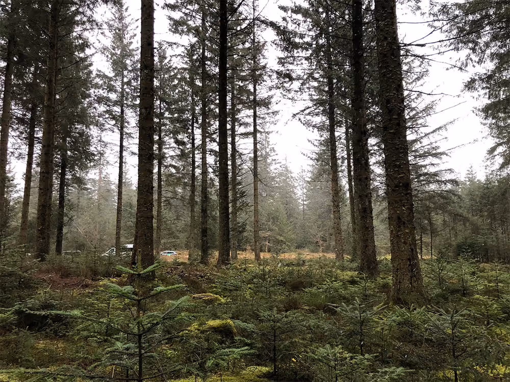 Forestry Services