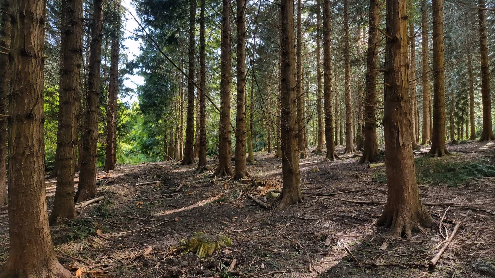 Does Your Woodland Need a Management Plan - or Just a Good Sort-Out?