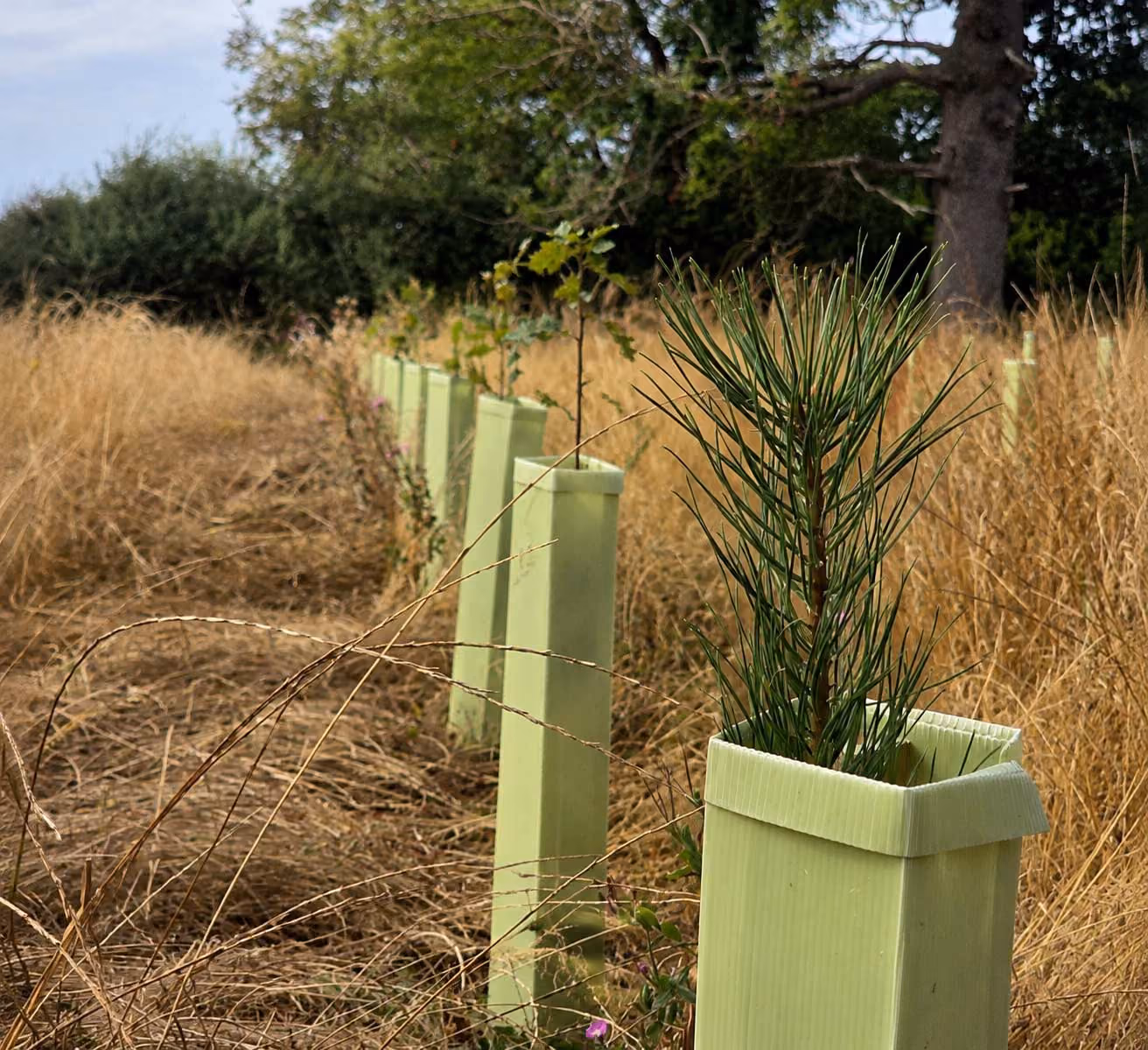 Restocked woodland showing young trees, protective guards and surrounding vegetation