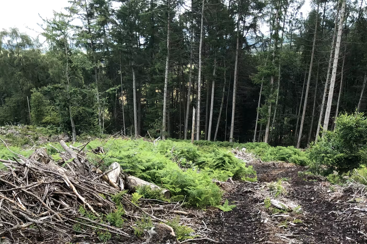 Overgrown woodland extraction route requiring access planning before forestry operations