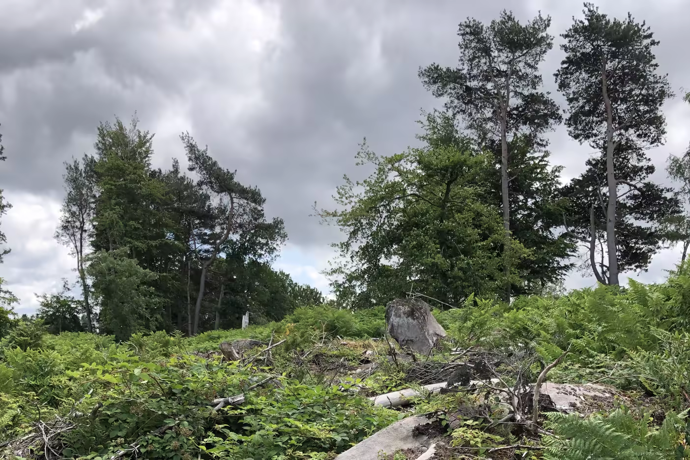 Woodland restoration area requiring phased management and follow-up maintenance