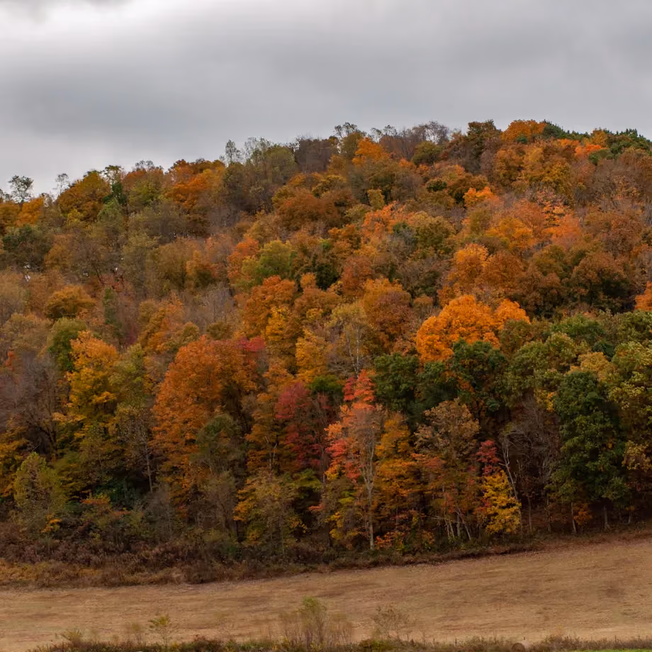 Autumn forest in Ohio