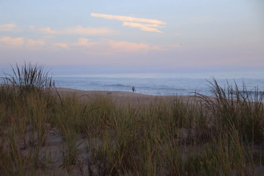 Dune grass along a Delaware beach