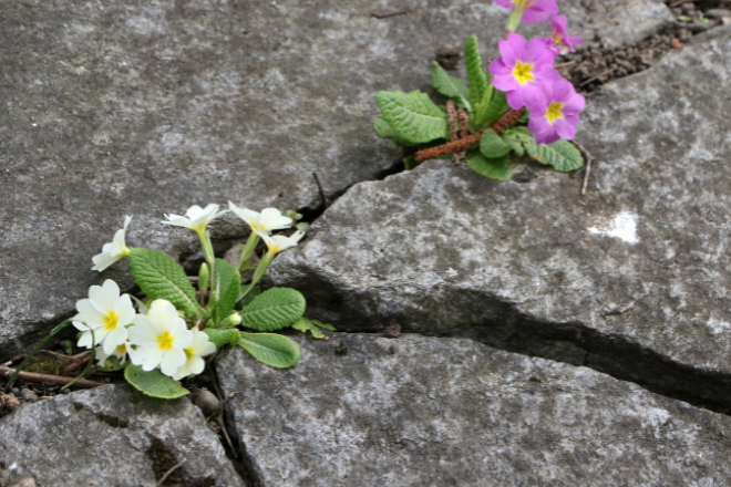 Yellow and purple flowers emerging from cracks in a stone pavement.