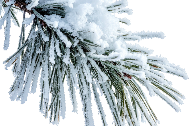 Snow-covered pine needles on a winter evergreen branch against a white background