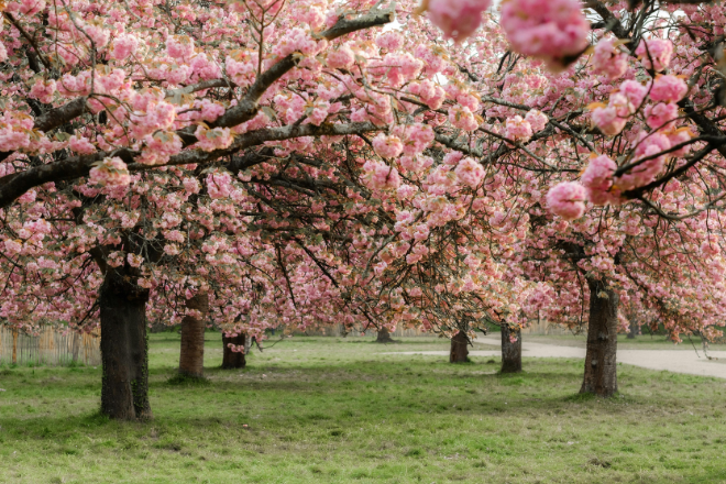 Photo of two lines of trees in full of pink blossom on a grass verge - Phot Credit Canva Pro