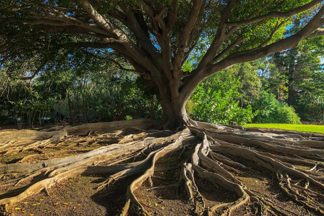 Photograph of a big tree with roots extending out above the ground. Photo Credit: Emma Henderson from Unsplash