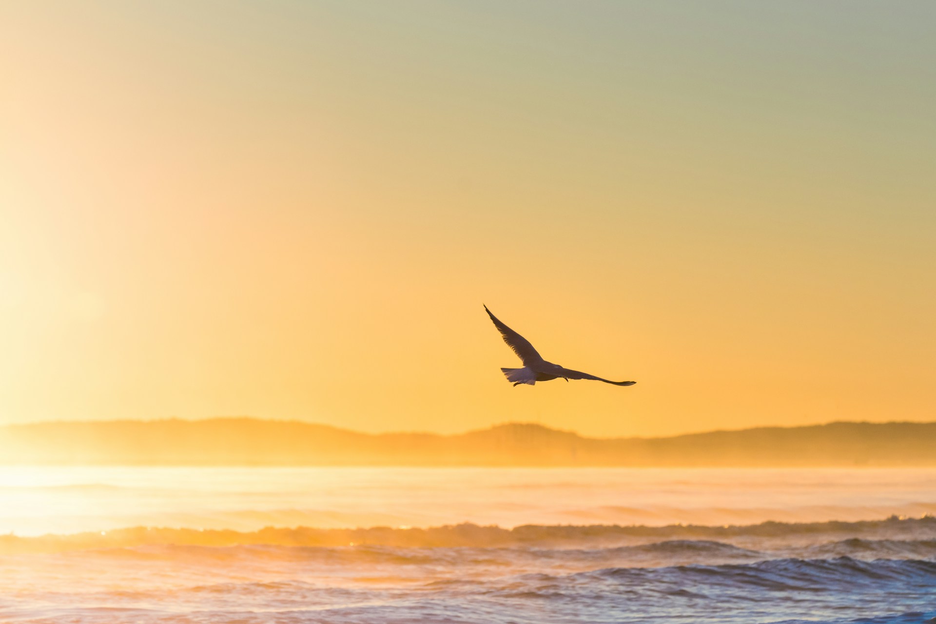 A seagull flies above the sea against bright sunshine. 