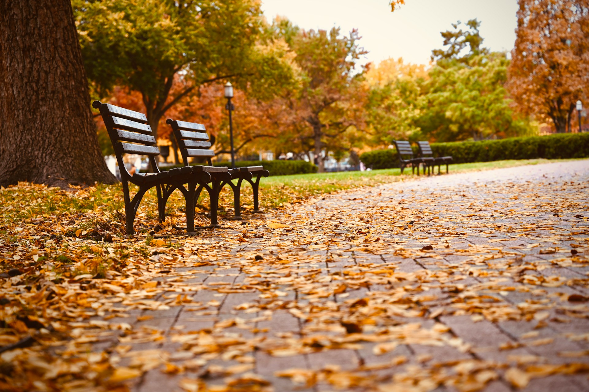 Two benches side by side in a park covered in autumn leaves.