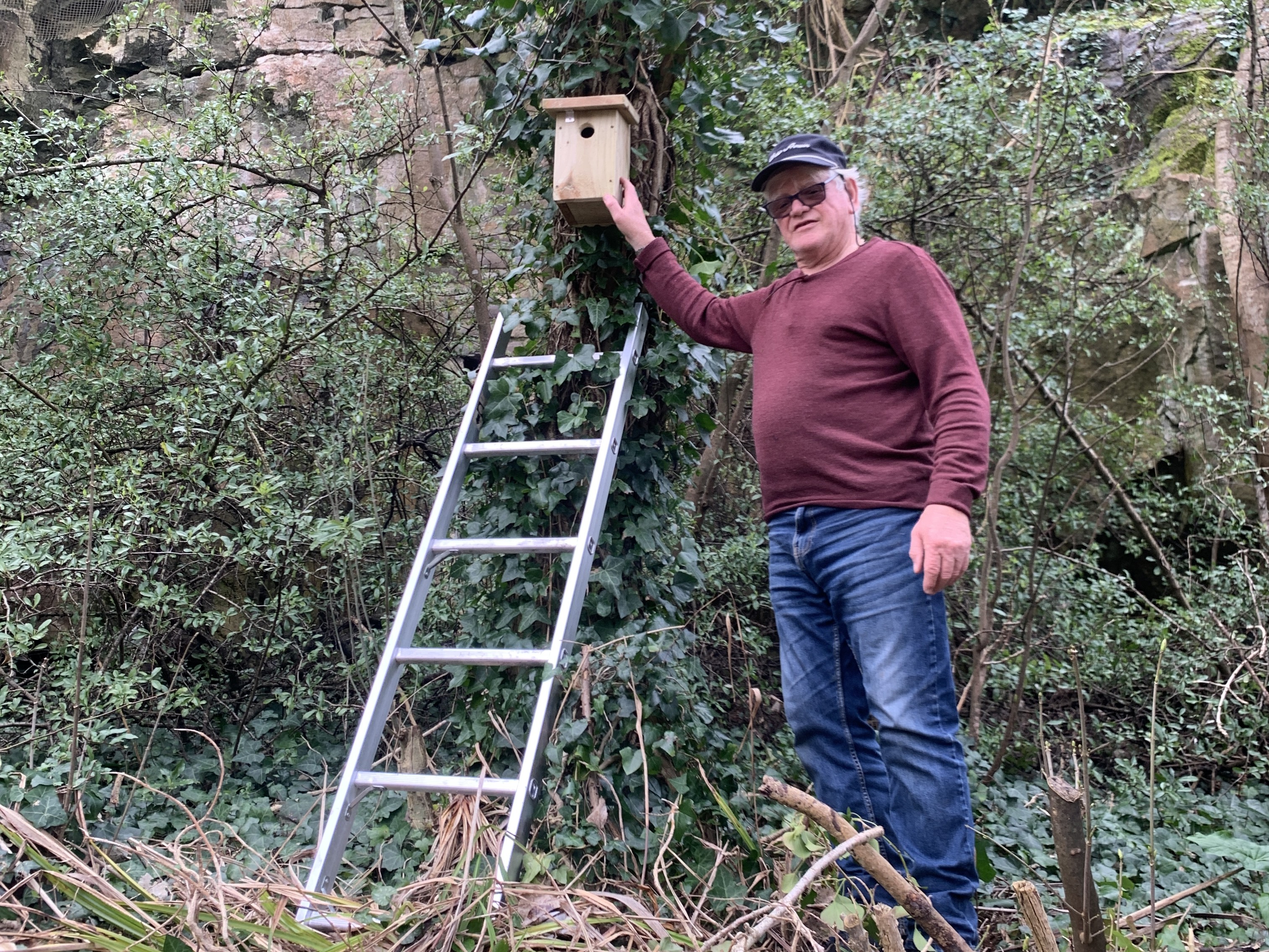 A man stands in a natural area of wild greenery next to a ladder with the bird box he has built and installed on a tree covered in ivy.