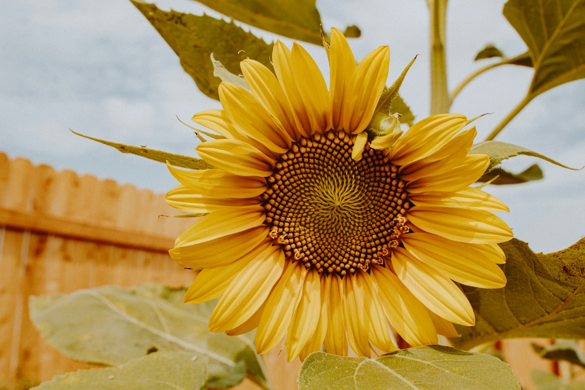 A close image of a yellow sunflower.