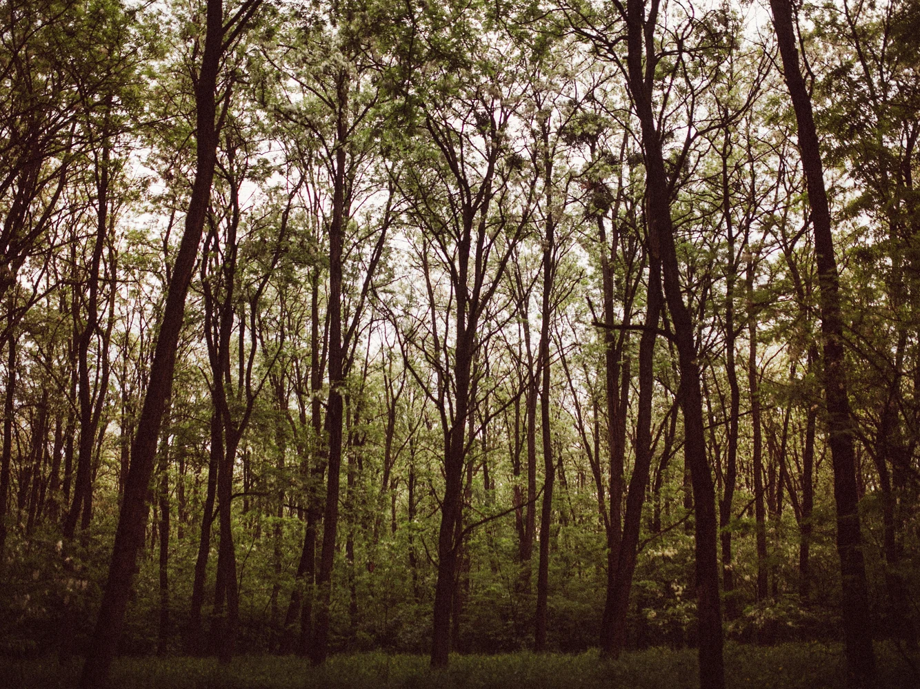 Stand of black locust trees growing in an Appalachian forest