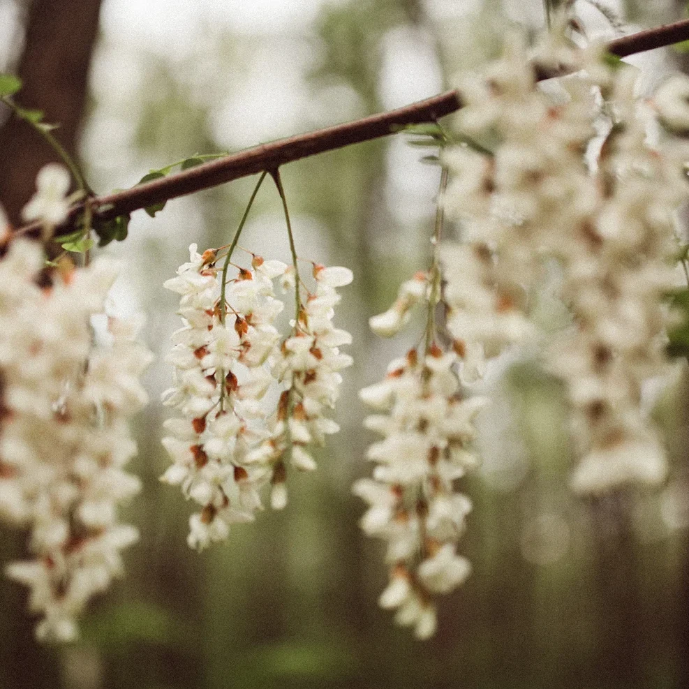 Black locust tree in bloom with white flower clusters, sustainably sourced from Appalachian forests