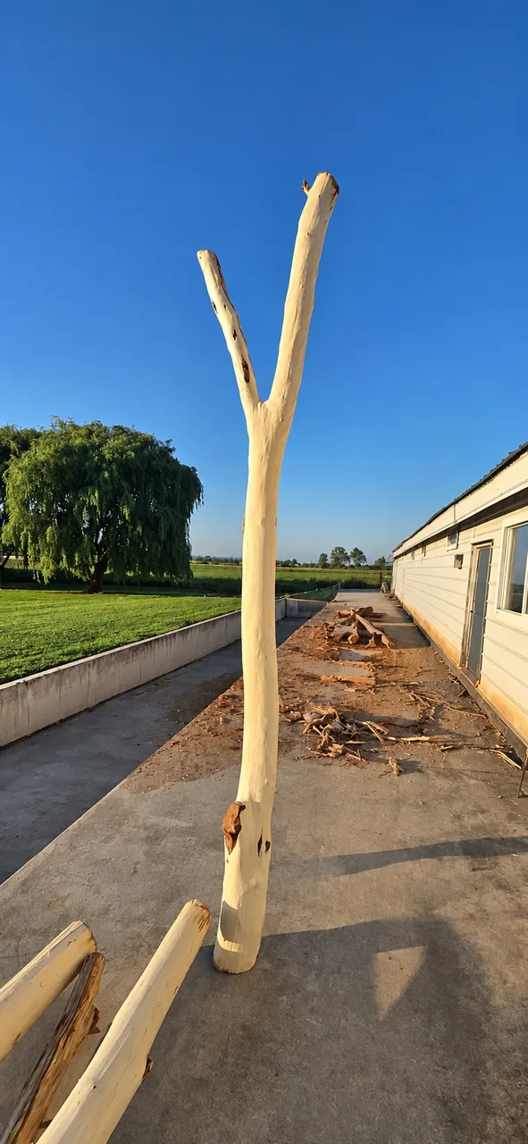 Peeled black locust palisades