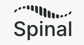 Spinal