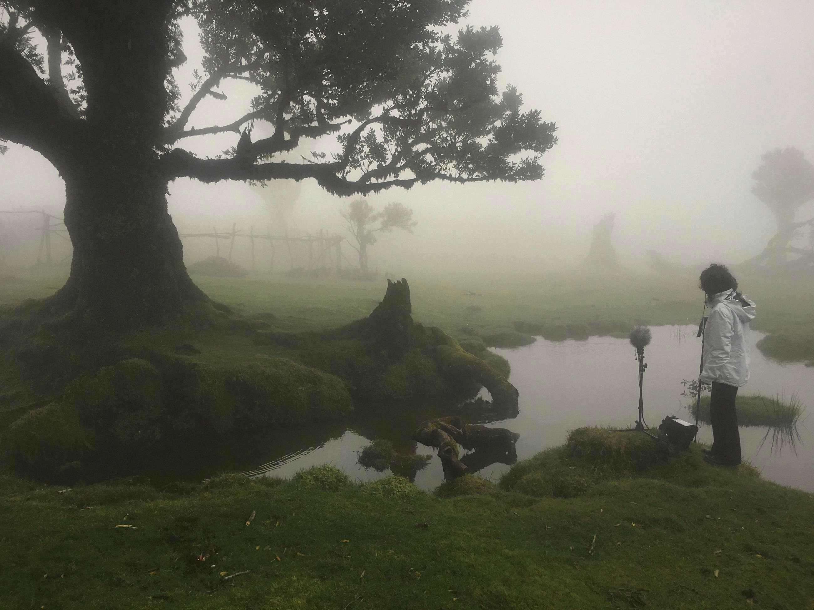 Field recording in a misty forest beside a still pond