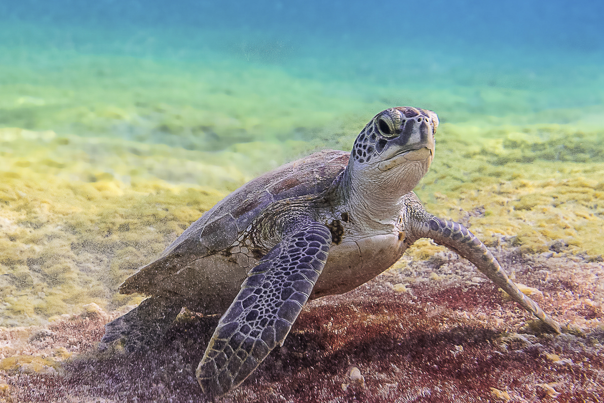 Underwater ocean life