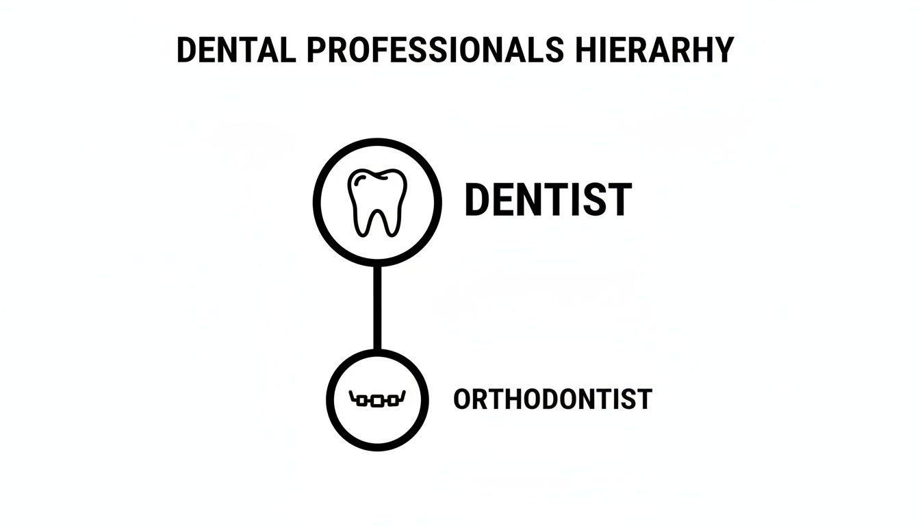 A hierarchy chart illustrating dental professionals, with 'Dentist' at the top and 'Orthodontist' below.