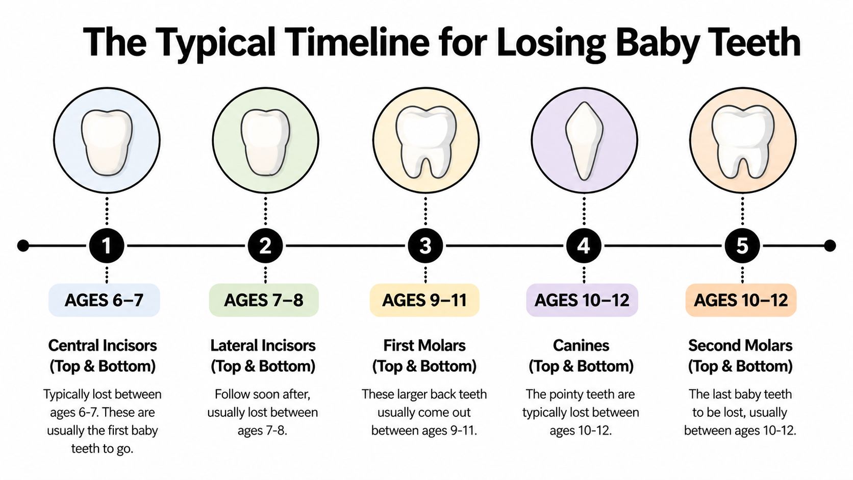 A timeline graphic showing the typical age ranges for children to lose their various baby teeth.