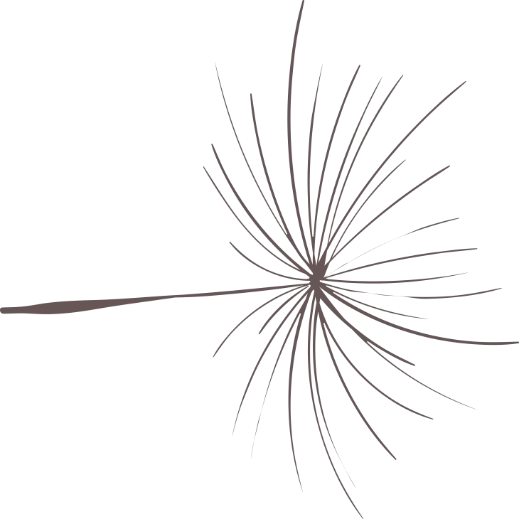 Ein einzelner Pusteblumen-Samenkopf mit grauen Samenfäden auf schwarzem Hintergrund.