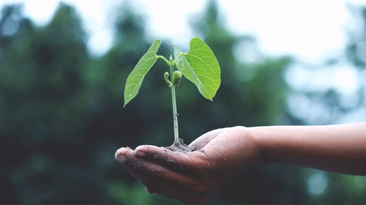 How We Grow