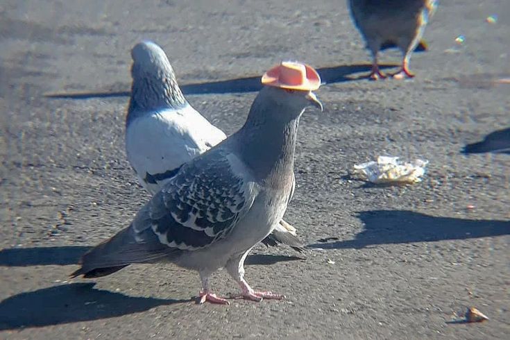 A pigeon wears a pink cowboy hat on it's head.