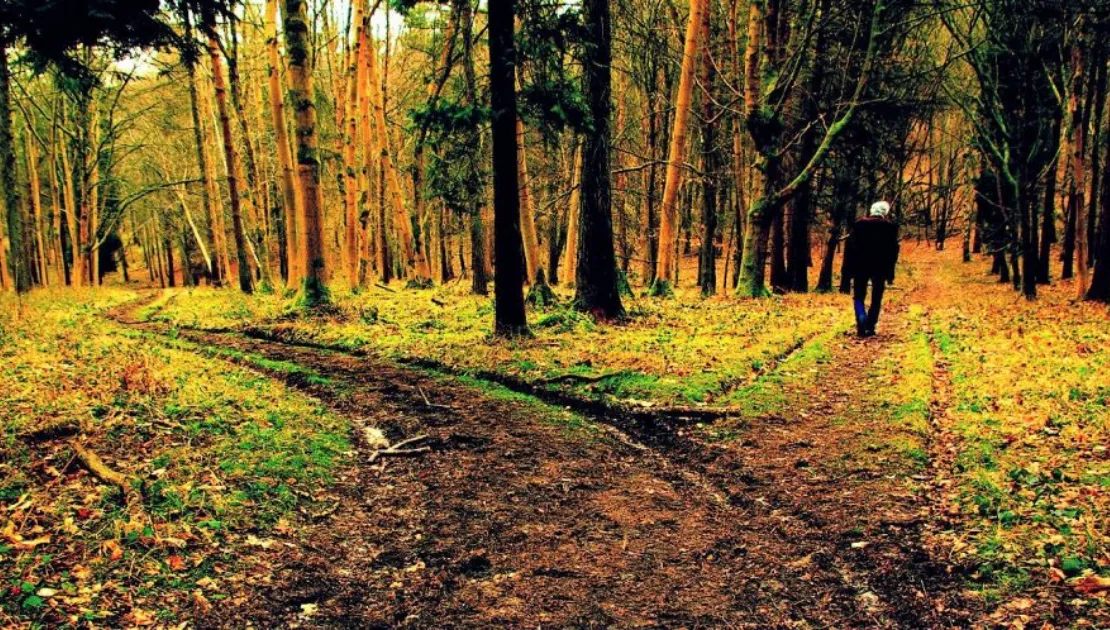 An image of a forest