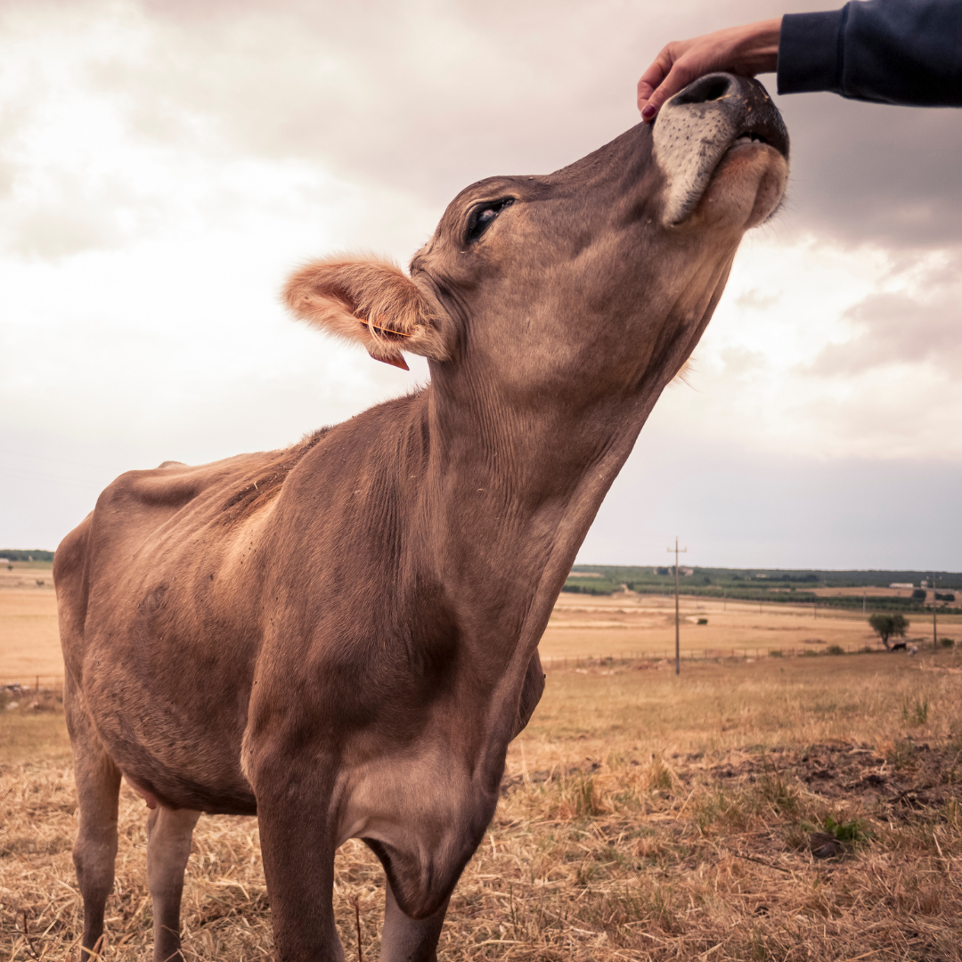 A Guide to Local Produce: How The Black Bull Supports Ayrshire’s Farmers