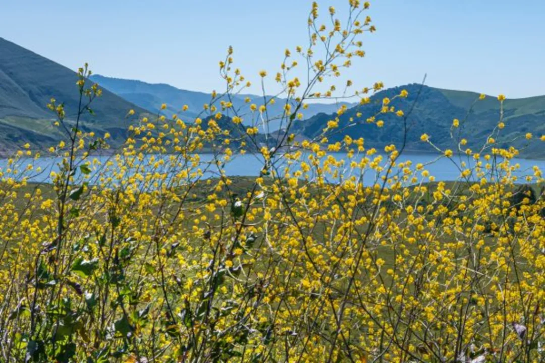 Yellow wildflowers blooming in a field with rolling hills and mountains in the background under a clear blue sky.