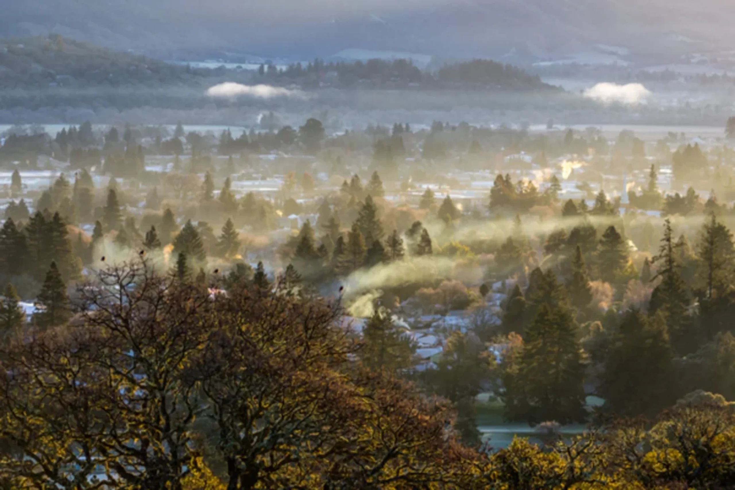 Misty morning landscape with evergreen trees and fog rolling through valley