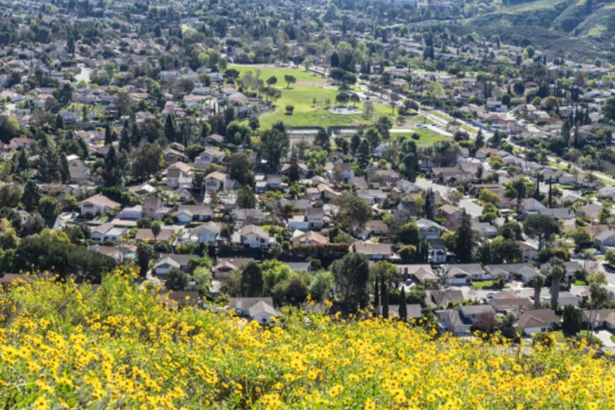 Suburban neighborhood with yellow wildflowers in foreground and green park