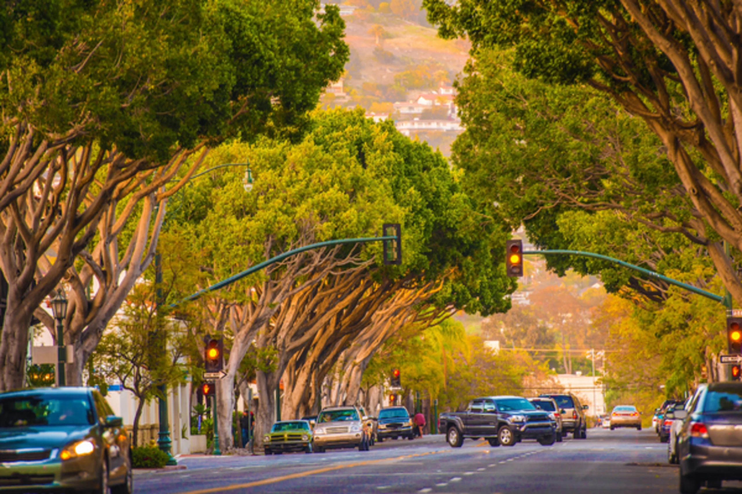 Tree-lined urban street at golden hour with arching canopy, parked cars, and warm sunlight filtering through foliage.