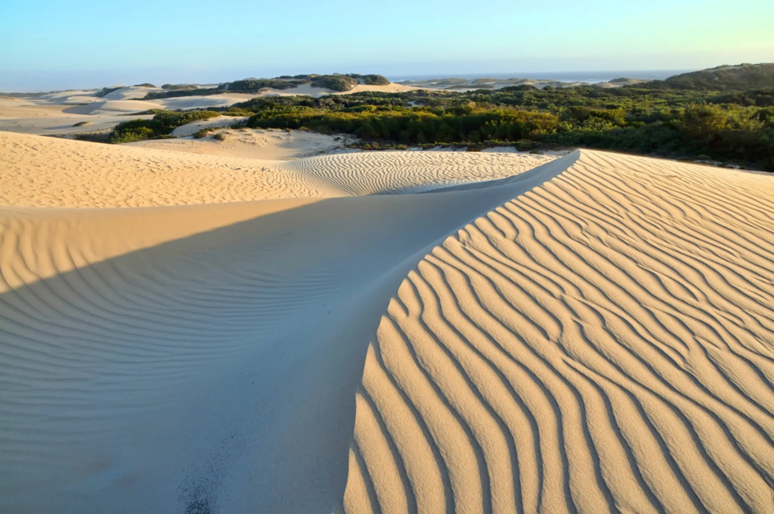 Rippled sand dunes with wind-carved patterns overlooking coastal vegetation and ocean under a clear sky at golden hour.