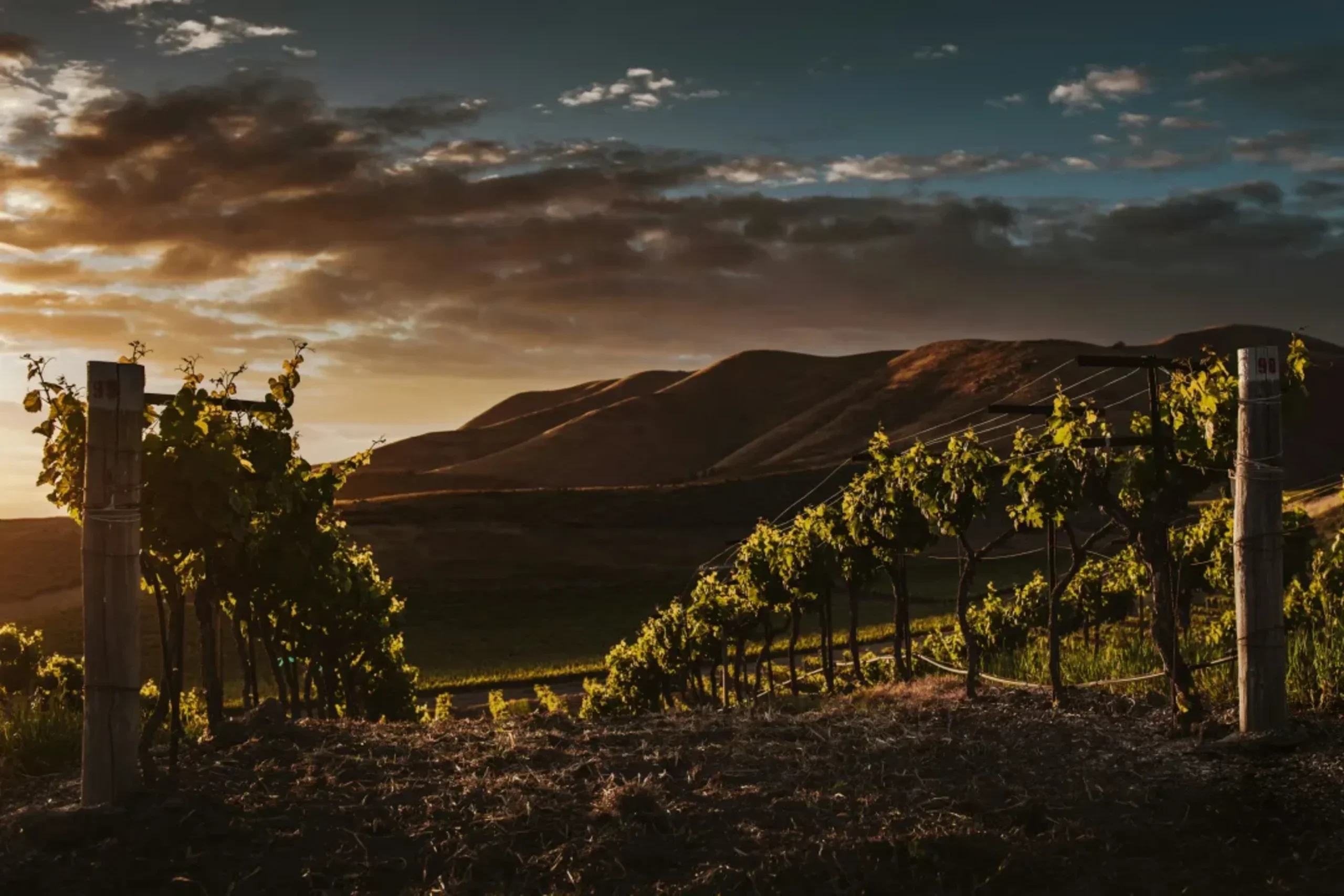 Vineyard rows at sunset with rolling hills in background, grapevines catching golden light against dramatic cloudy sky.