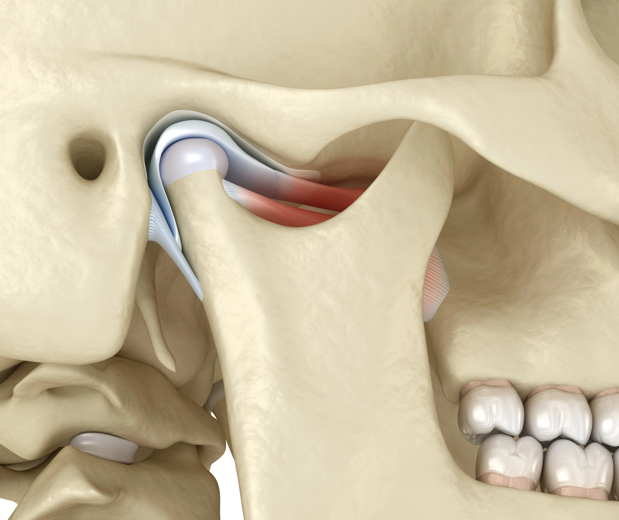 illustration of the TMJ from a Fairfax TMJ dentist