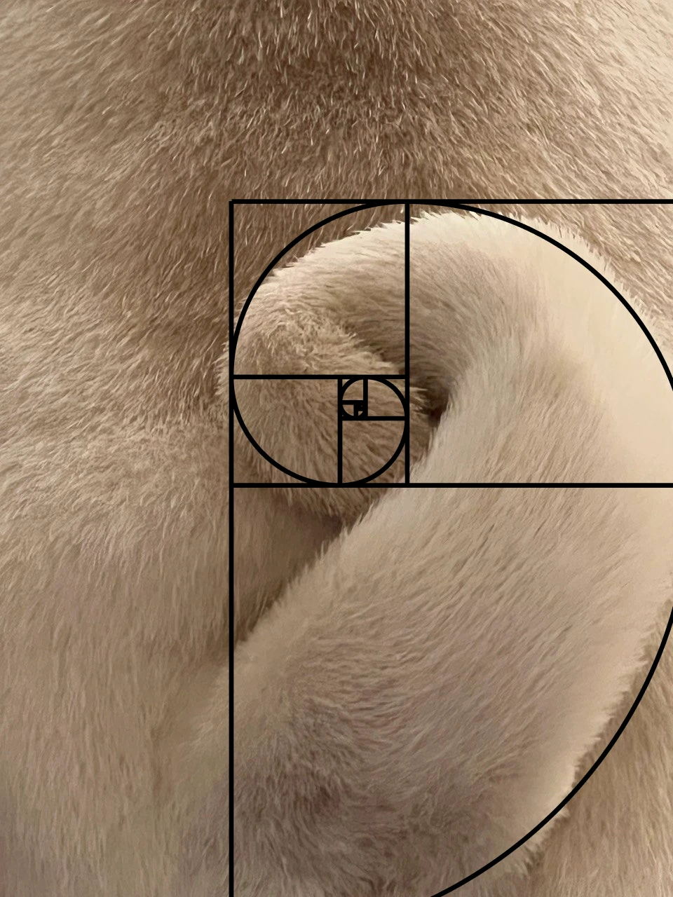 Golden ratio on a dog's tail