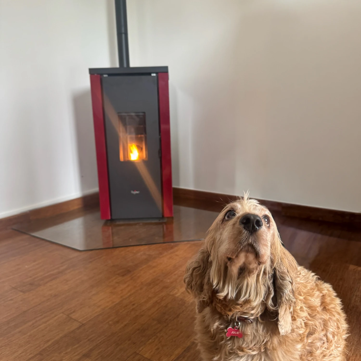 Chien beige assis sur un sol en bois devant un poêle à bois rouge avec une flamme visible.