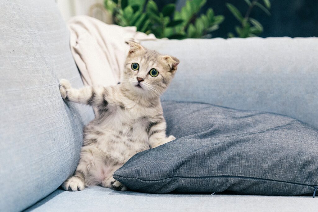 Cat on a couch looking worried