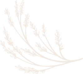 Shape 15