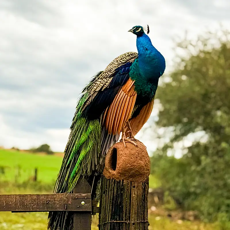 RODA COM CIÊNCIA Abertura da exposição “Ecossistemas: região e biodiversidade”