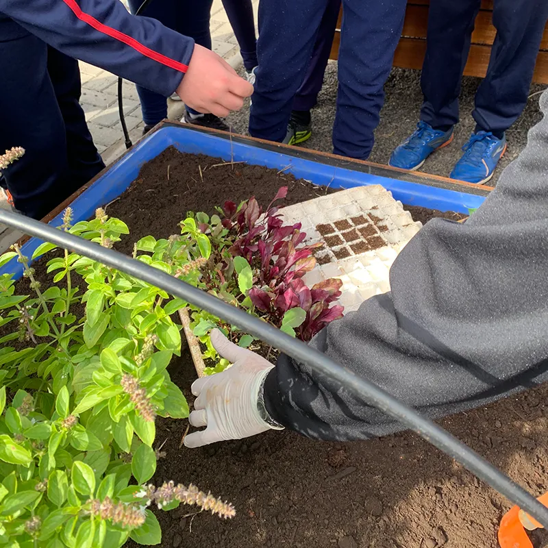 ESTAÇÃO CULTIVAR MEA Plantio de ervas aromáticas na Horta Educativa