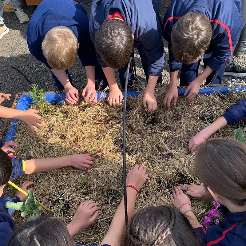 ESTAÇÃO CULTIVAR MEA Plantio de girassol na Horta Educativa