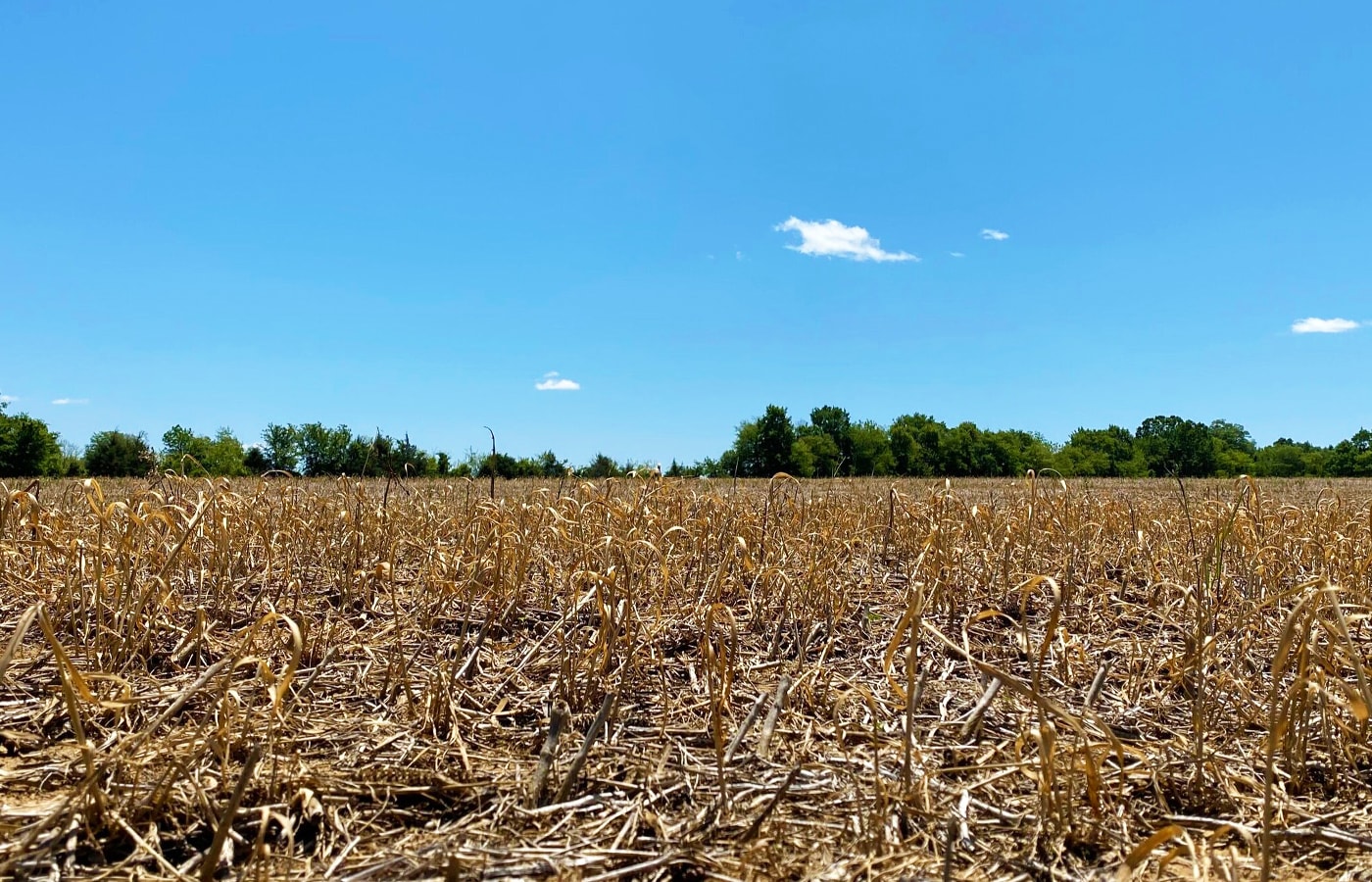 Photo of a crops before using Dirt Rush soil