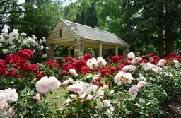 Blooming red and white roses at Raleigh Rose Garden with a stone gazebo in the background surrounded by lush greenery.