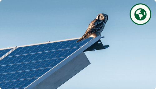 Owl perched on the corner of a solar panel with clear blue sky background and a green Earth icon.
