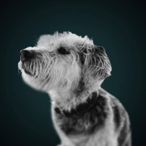 Happy Dog