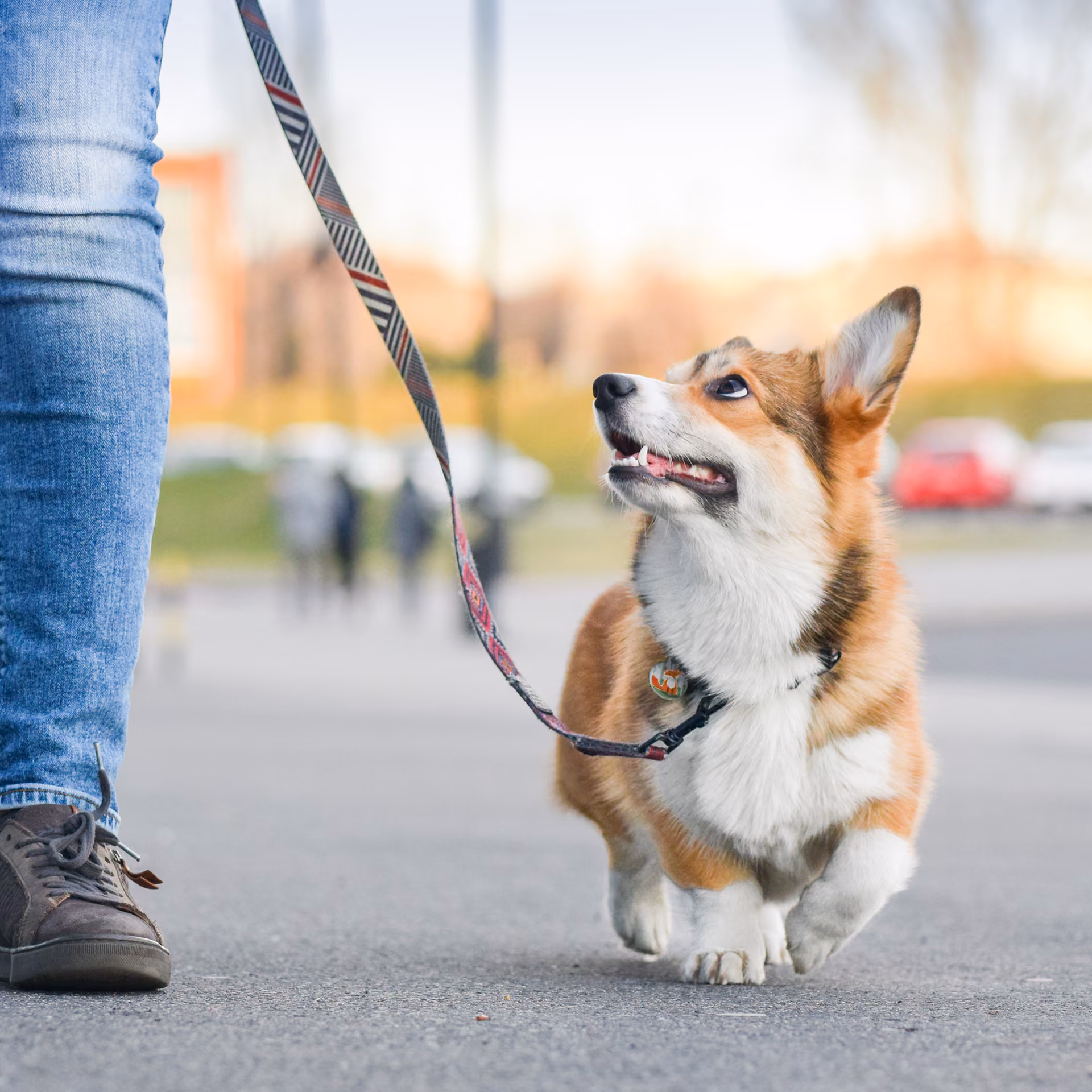 Walking with a dog