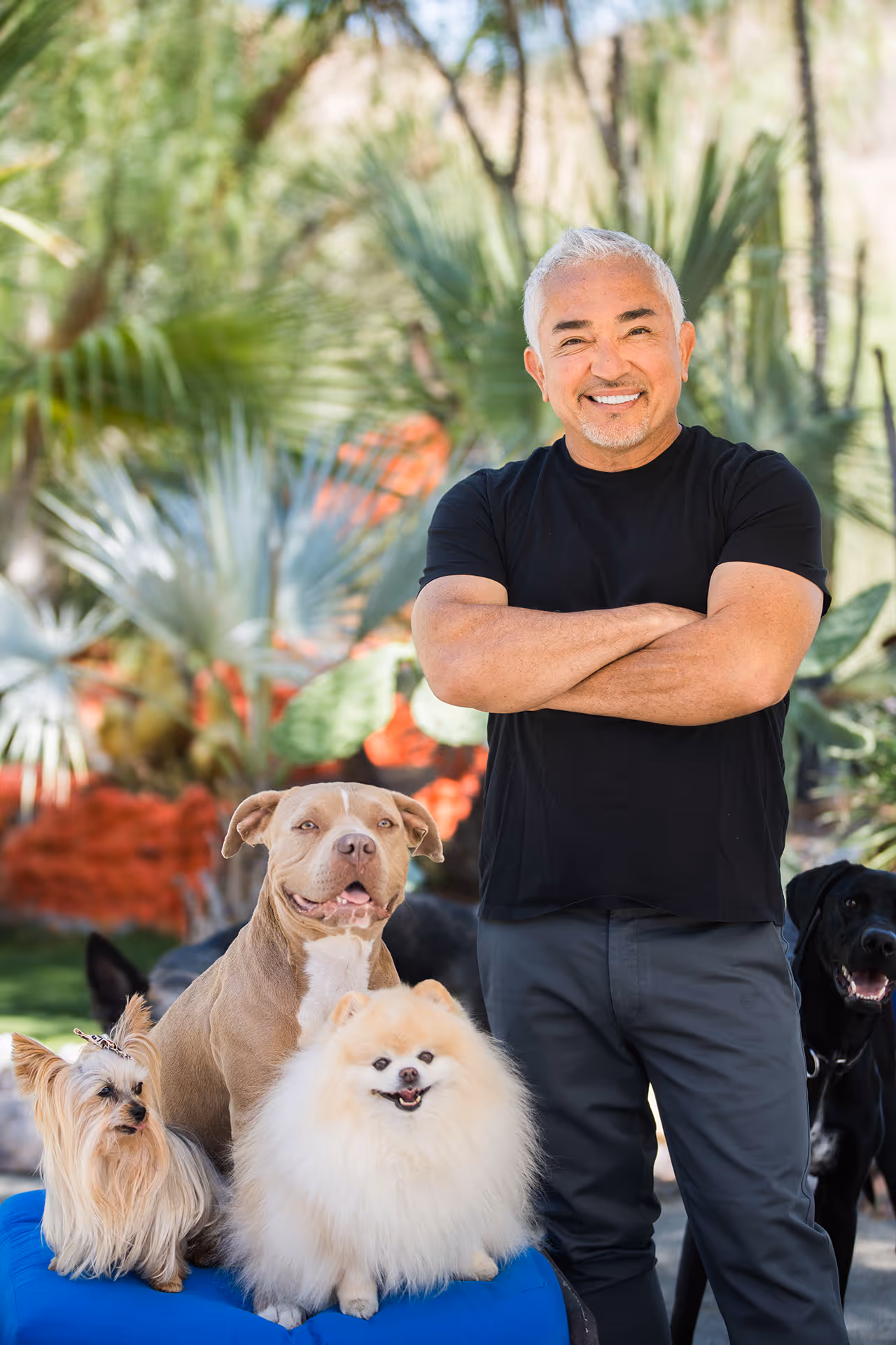 Cesar Millan with dogs
